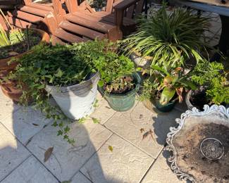 PLANTS