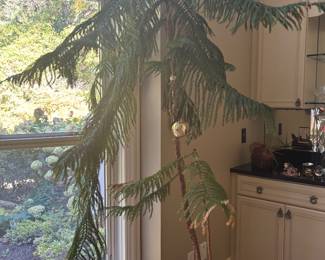 NORFOLK PINE