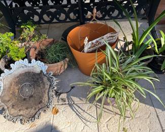 PLANTS & MORE