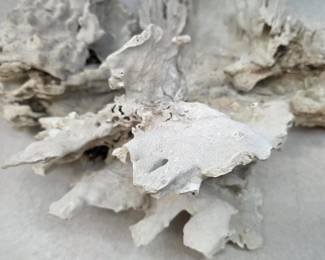 3 Large Fossilized Pieces of Coral