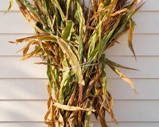 Tied Bundle of Dried Corn Stalks