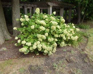 $25.00 a bush