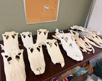 More Gator skulls