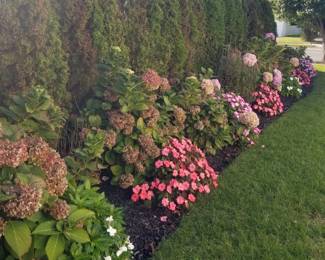 Plants & shrubs