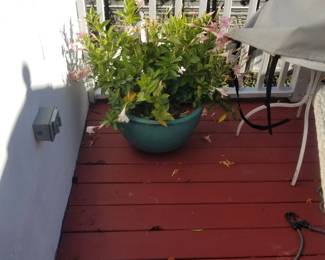Potted plants