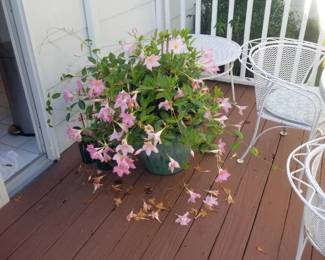 Potted plants