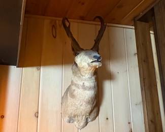 Taxidermy Pronghorn Antelope Shoulder Mount