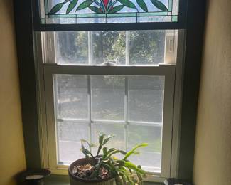 Christmas Cactus