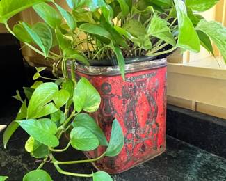 Plants in various containers