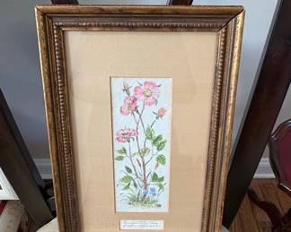Botanical Watercolor Print of Rosa