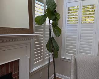 Fiddle Leaf Fig Tree