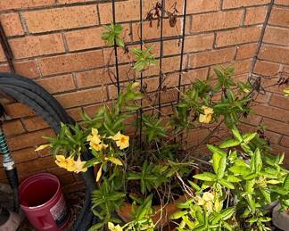 Allamanda cathartica 'Hendersonii' vine in terracotta pot with metal trellis