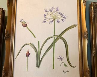 R. Duncan Agapanthus Botanical Painting