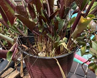 Ctenanthe Setosa 'Grey Star' Potted Plant