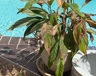 Spathiphyllum (Peace Lily) in Ceramic Planter