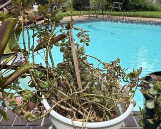 Kalanchoe luciae (Flapjack Plant) in Plastic Planter
