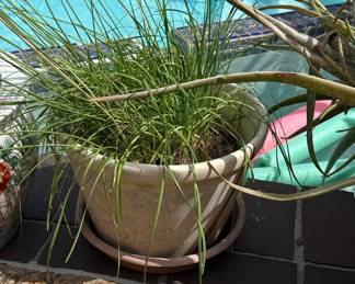 Garlic Chives Plant in Ceramic Planter