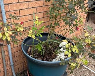 Large Teal Glazed Ceramic Planter with Rose Bush