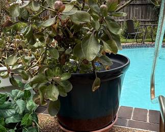 Kalanchoe luciae in Glazed Ceramic Planter