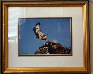 Terry Steele eagle photograph