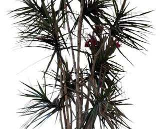 Faux Madagascar Dragon Tree Awesome