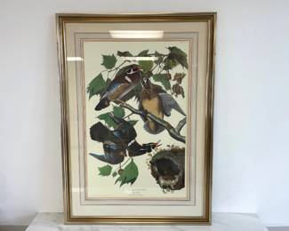 Lot 8982 Summer or Wood Duck Audubon Bird Art Print