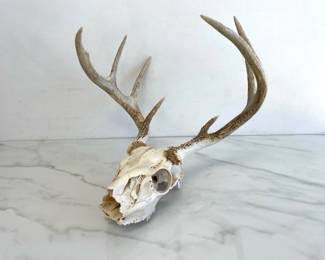 Lot 8933 Deer Skull with Antlers Natural Curiosity