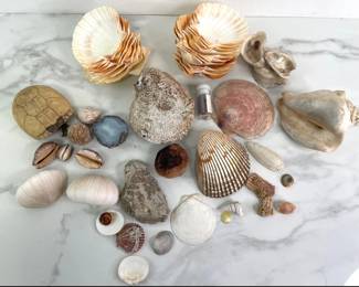 Lot 8822 Natural Curiosities Sea Shells Shark Teeth Fossil Geode
