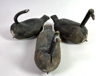 Primitive Root Head Decoys