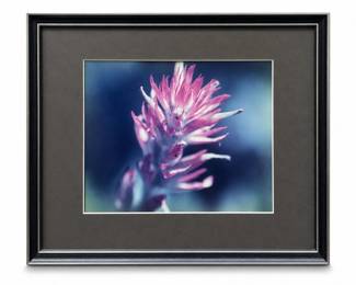 Pink Indian Paintbrush Wildflower Color Photograph, Matted and Framed