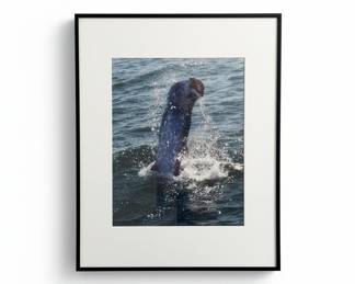 Framed Marine Mammal Photography Print