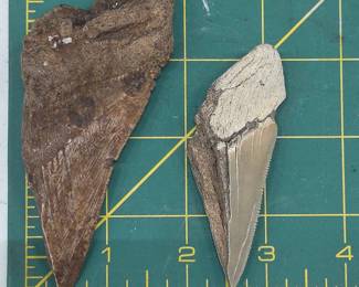 Cretaceous Fossil Dinosaur & Shark Teeth