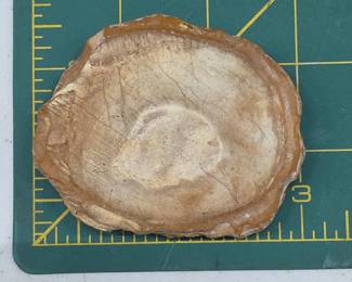 Fossilized Oyster Shell Fragment