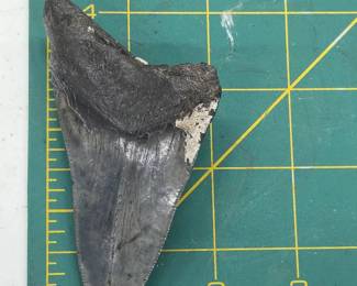 Megalodon Fossilized Shark Tooth