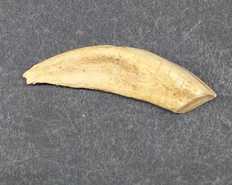 Wild Boar Tusk Natural Animal Specimen
