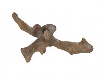 Petrified Bison Vertebra Bone Fossil 12 Inch