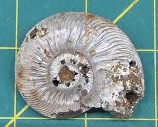 	Fossil Ammonite Shell Specimen