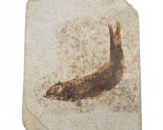 Knightia sp. Eocene Fossil Fish, Wyoming