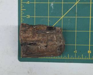 	Petrified Wood Fossil Specimen