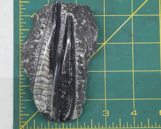 	Orthoceras Fossil in Matrix Specimen