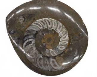 	Polished Ammonite Fossil Slice