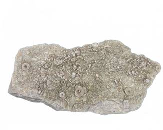 	Fossil Crinoid Stem Plate, Paleozoic Era