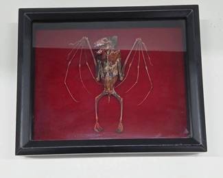 Taxidermy "Vampire Bat" Specimen in Shadow Box