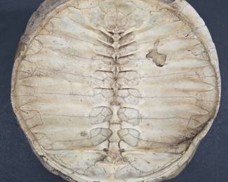 Large Vintage Snapping Turtle Carapace Shell 14"