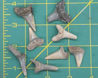 	Fossilized Shark Teeth Collection