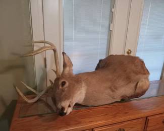 Taxidermy Deer Head