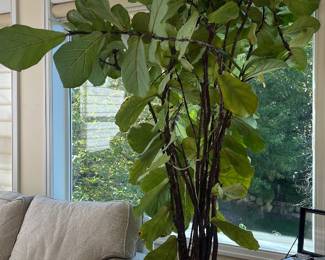 Fiddle leaf fig