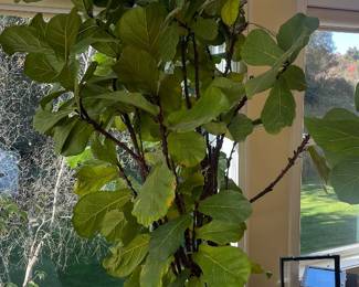 Fiddle leaf fig