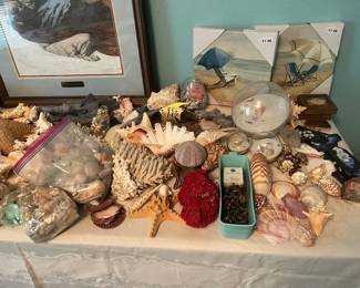 Shells, shark teeth