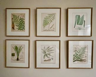 Set of 6 Botanicals